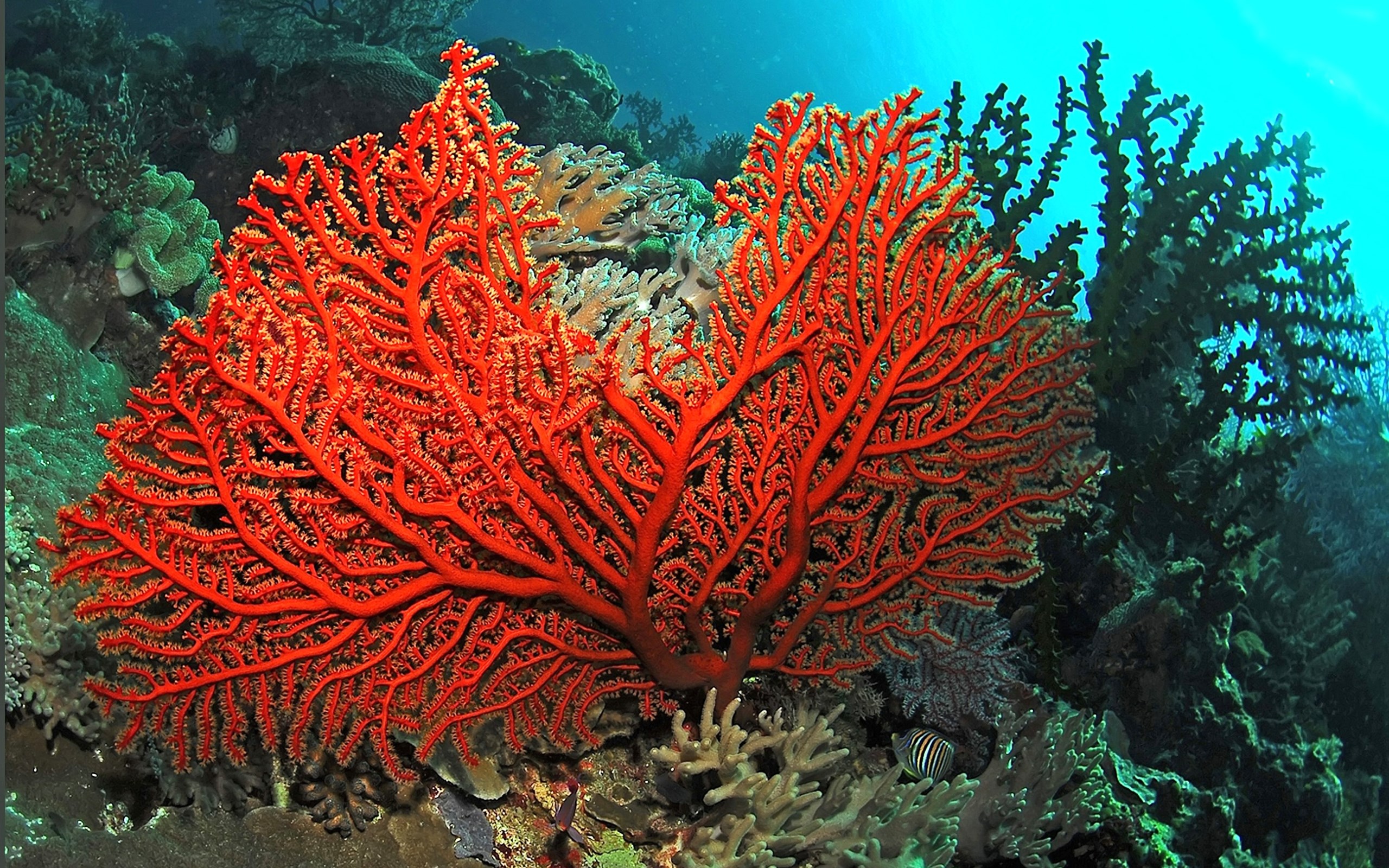 Chi asporta 700 grammi di corallo rosso da un’Area Marina Protetta rischia fino ad 8 anni di prigione
