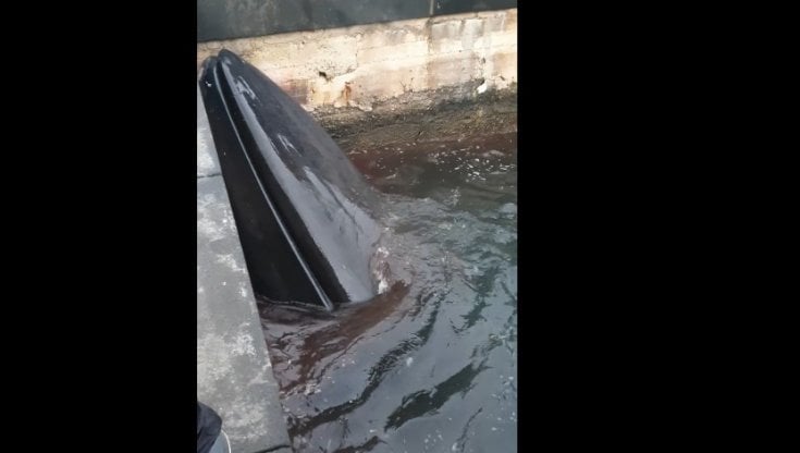 Balena morta a Sorrento, Marevivo: “Siamo sconvolti ma determinati a capire che cosa è successo”