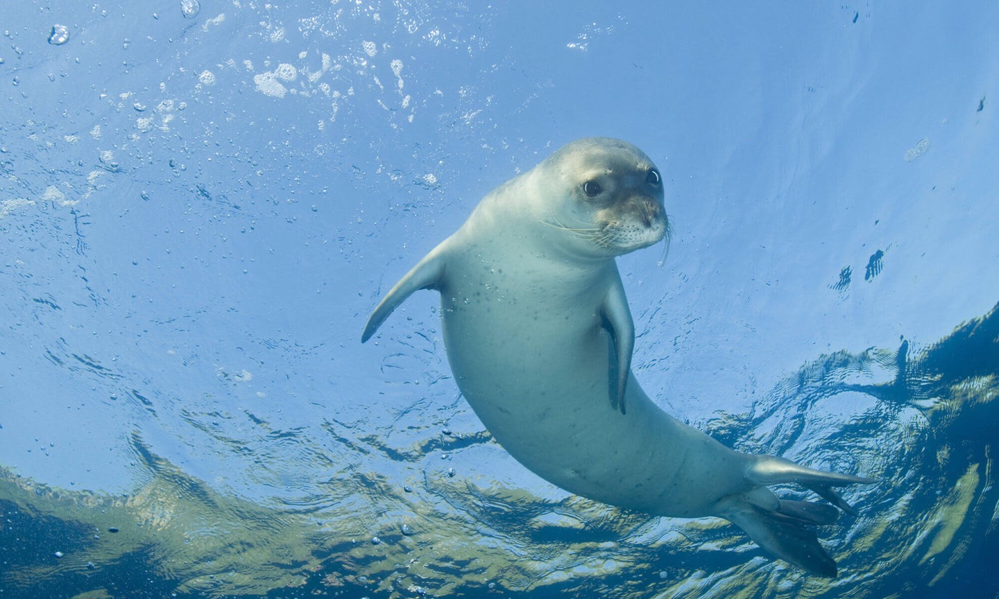 Gli auguri per un 2021 all’insegna della biodiversità arrivano da un esemplare di foca monaca avvistato in Salento