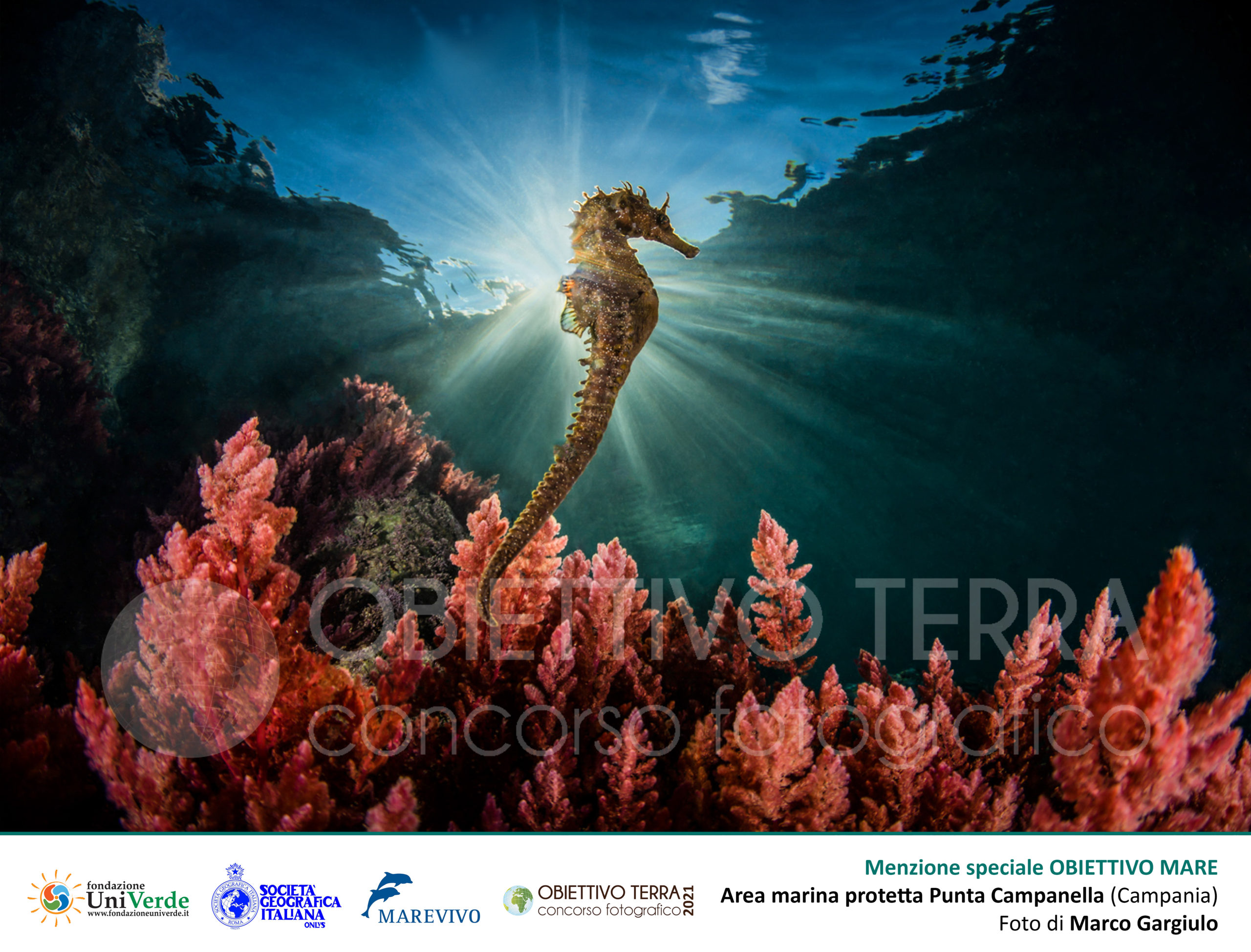 Obiettivo Terra 2021, la miglior foto subacquea ritrae un cavalluccio marino