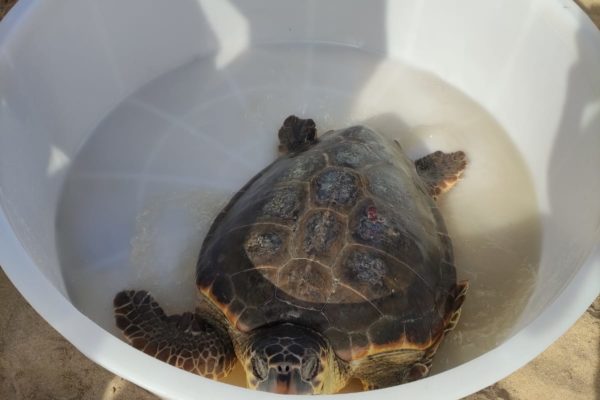 WhatsApp Image 2021 07 12 At 13.30.44