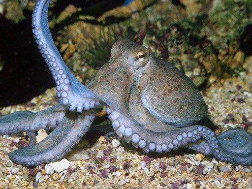 Polpi, calamari e aragoste sono «esseri senzienti»