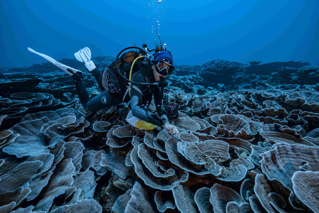 Scoperta una nuova barriera corallina incontaminata al largo di Tahiti