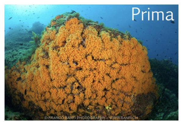 E8f081dc 988a 4ae6 A832 58a8887e692e 2 E8f081dc 988a 4ae6 A832 58a8887e692e 2