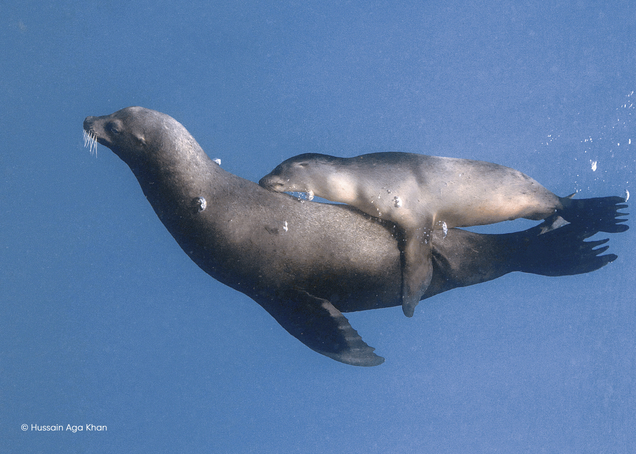 “The Living Sea”: Marevivo e FON in mostra al Museo di Storia Naturale di Venezia