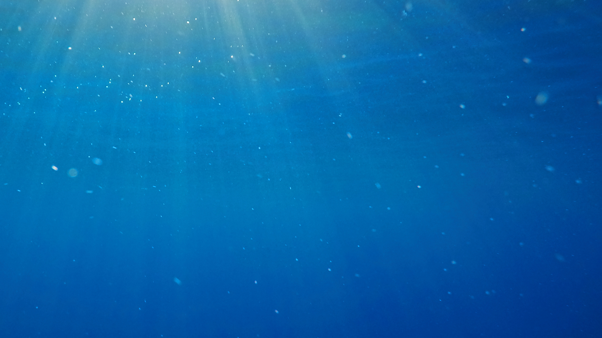 On the seabed of the Island of Giglio