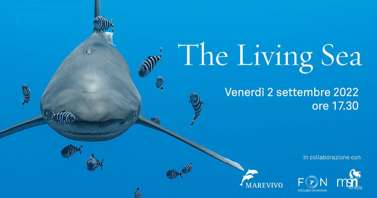 Conferenza a Venezia: Lo Shark Finning e il declino dei grandi squali