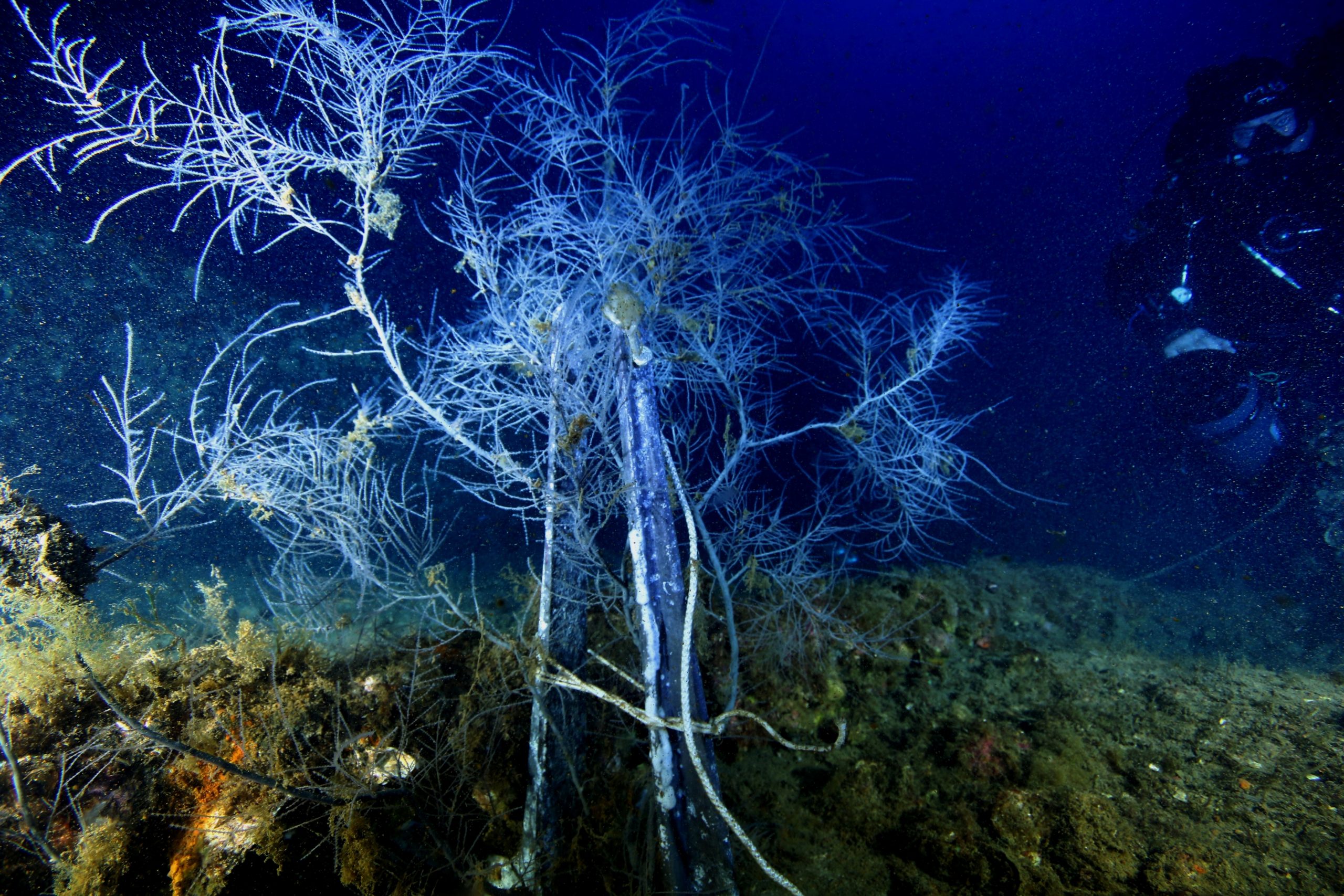 Abbiamo salvato un corallo nero cresciuto sul relitto più grande del Mediterraneo