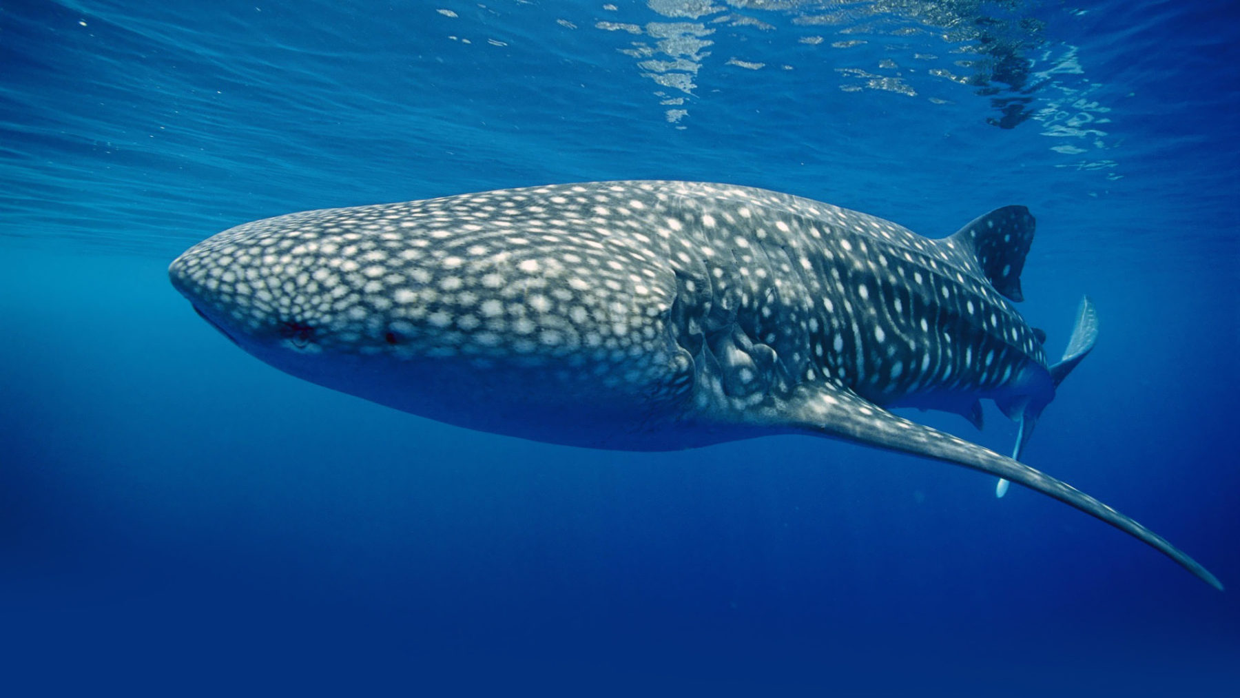 La Giornata Internazionale dello Squalo balena per conoscere il pesce più grande del mondo