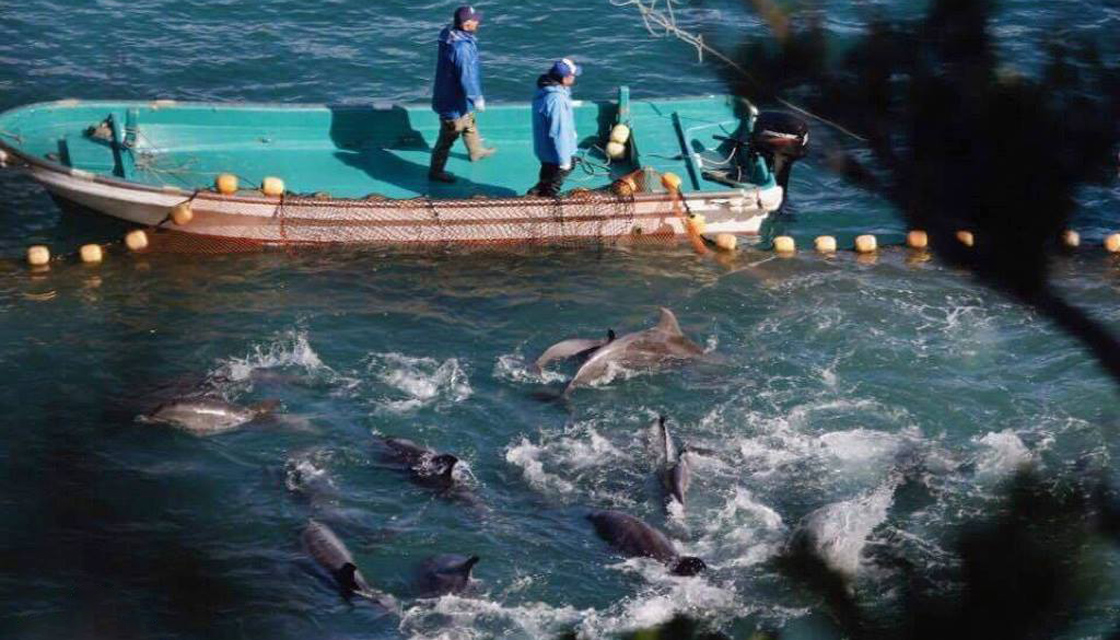 In Giappone si è aperta la stagione della caccia ai delfini