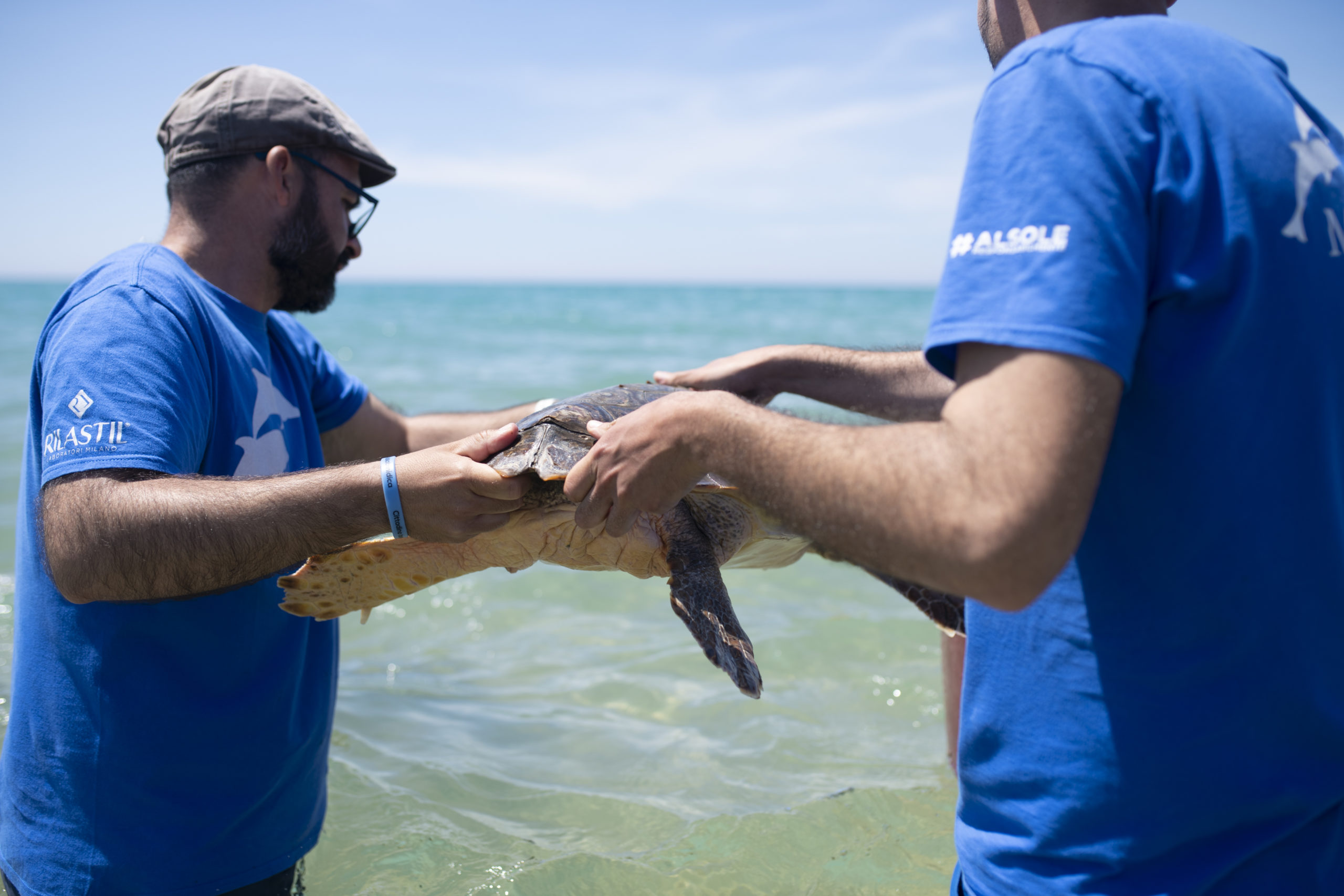 All’Oasi Marevivo di Bovo Marina dopo la pulizia della spiaggia, liberate tre tartarughe Caretta caretta