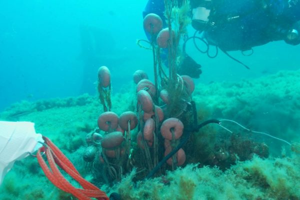 Divisione Subacquea Marevivo Rete Relitto Pavlos 15