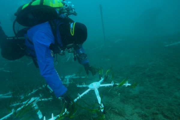 sub trapianto posidonia.00_05_22_49.Immagine008