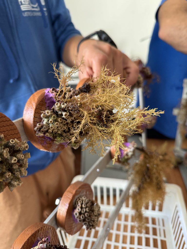 MCGUT Rest11.24 SURF©JSferlazzo16