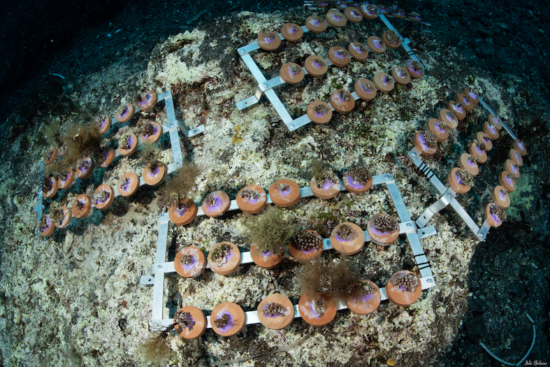 MCGUT Rest11.24 UW©JSferlazzo43