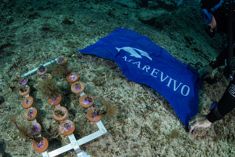 MCGUT Rest11.24 UW©JSferlazzo47