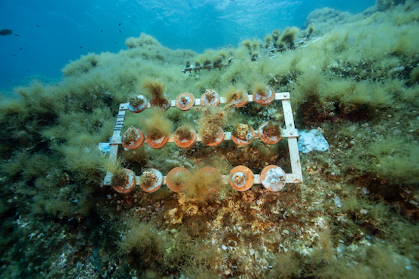 MedCoral Guardians Monitoraggio 121