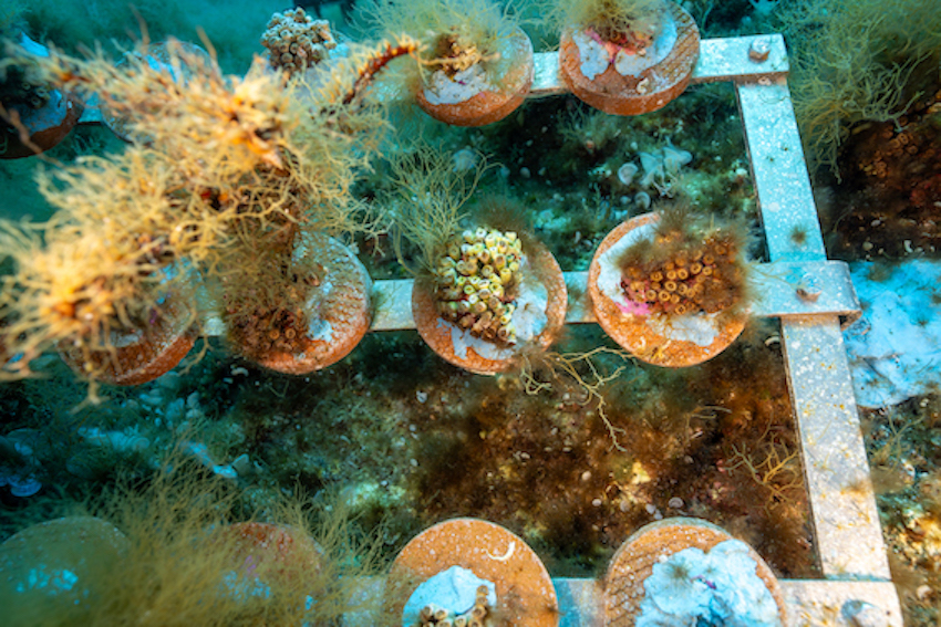 MedCoral Guardians Monitoraggio 124