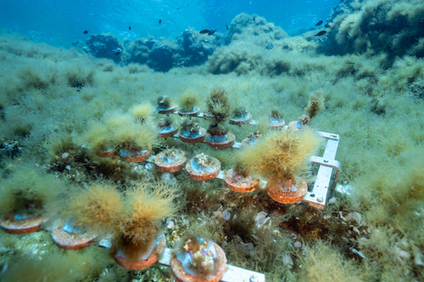 MedCoral Guardians Monitoraggio 126