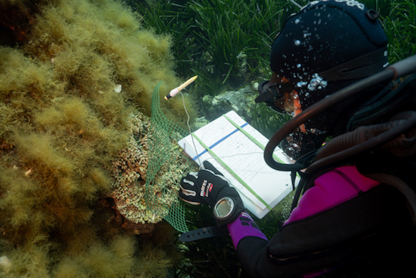 MedCoral Guardians Monitoraggio 133