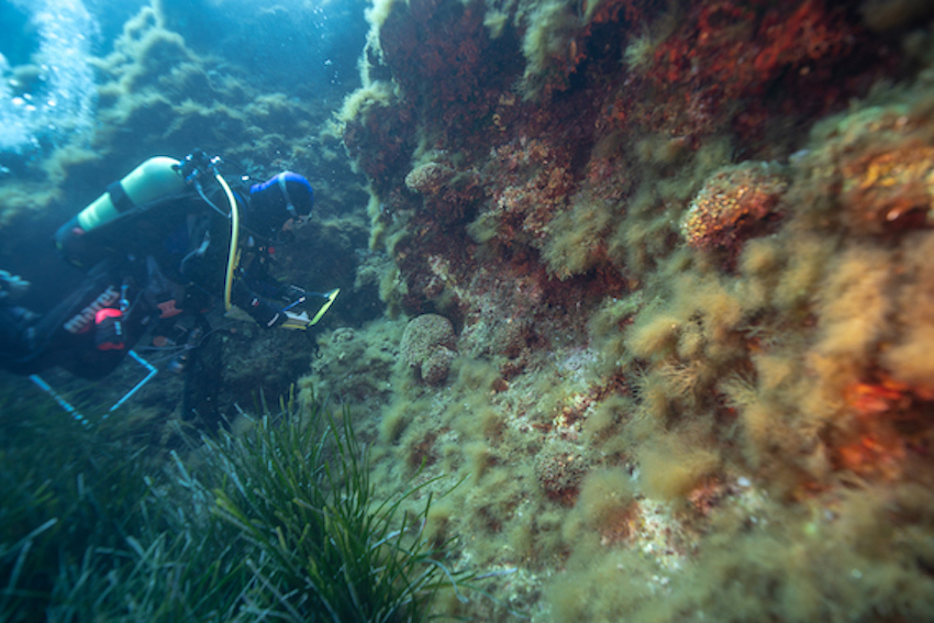 MedCoral Guardians Monitoraggio 143