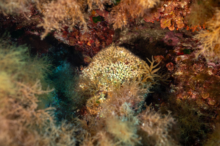 MedCoral Guardians Monitoraggio 76