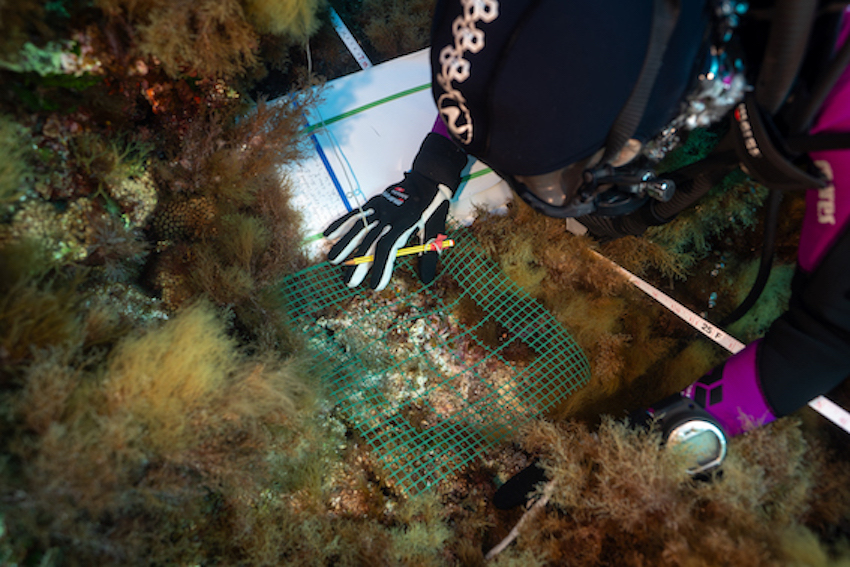 MedCoral Guardians Monitoraggio 83