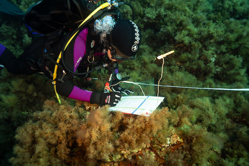 MedCoral Guardians Monitoraggio 95