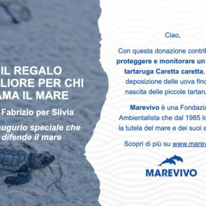 E-card Proteggi un nido di tartaruga
