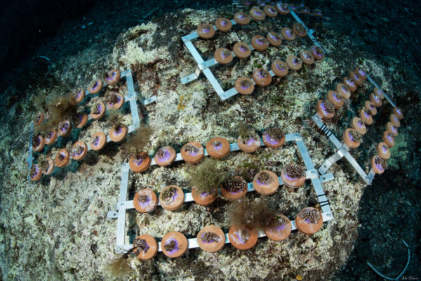 4 strutture restoration su fondo marino 4 strutture restoration su fondo marino