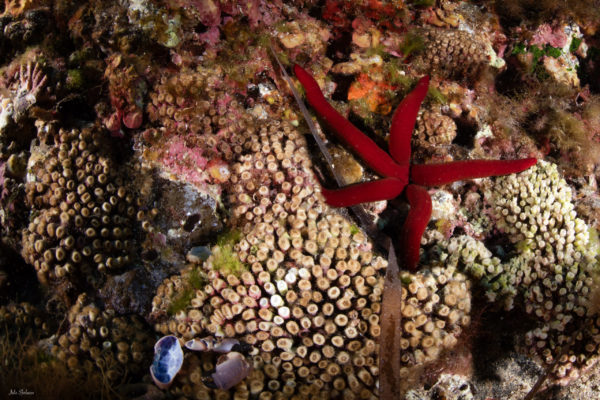 Cladocora generalemte in salute con qualche polipo sbiancato con stella marina rossa Cladocora generalemte in salute con qualche polipo sbiancato con stella marina rossa