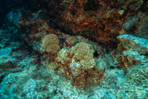 Cladocora in salute, visibile forma a cuscino Cladocora in salute, visibile forma a cuscino