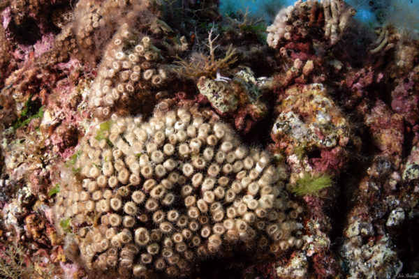 Cladocora in slute Cladocora in slute