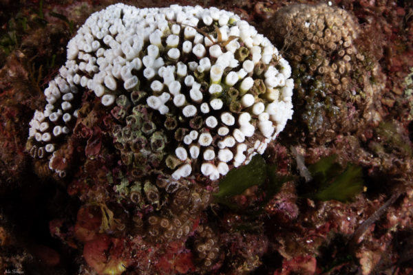 Cladocora sbiancata Cladocora sbiancata