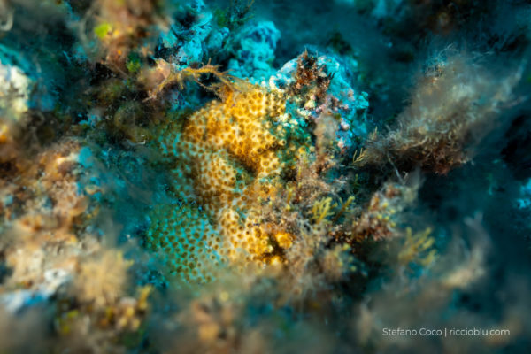 NONèCladocoraMAaltraspecie NONèCladocoraMAaltraspecie