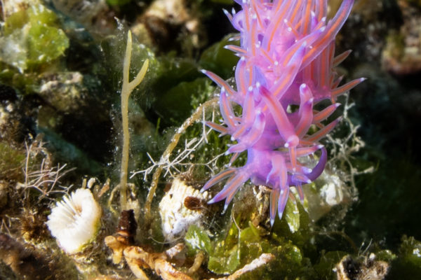 Nudibranco (Flabellina affinis) su Cladocoracon alcuni polipi non in salute Nudibranco (Flabellina affinis) su Cladocoracon alcuni polipi non in salute