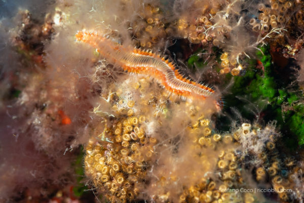 Vermocane_specieinvasiva Vermocane_specieinvasiva