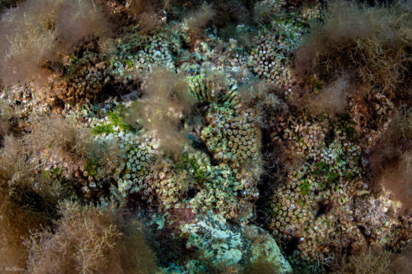 cladocora (qualche polipo non in saalute) con specie di alghe cladocora (qualche polipo non in saalute) con specie di alghe