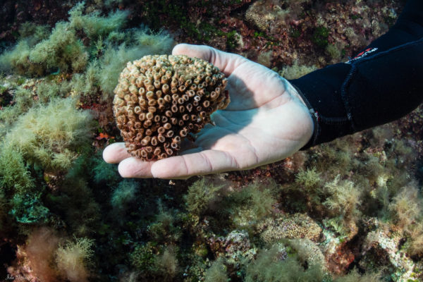 frammento di Cladocora in salute frammento di Cladocora in salute