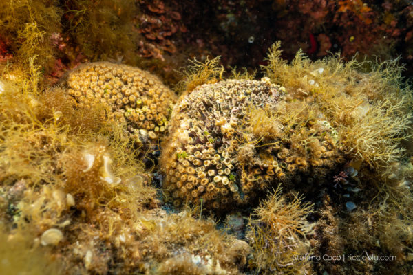 parzialmente non in salute parzialmente non in salute