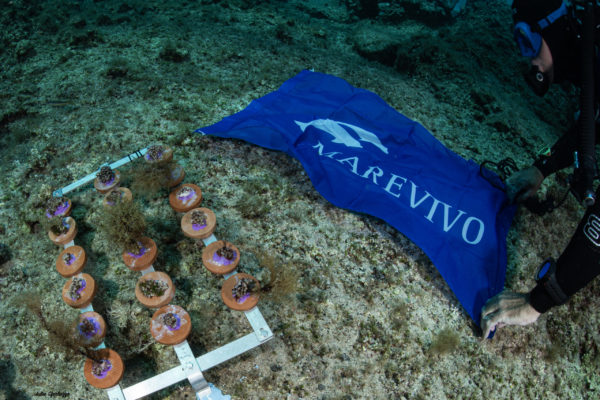 struttura x Restoration Cladocora + bandiera MV struttura x Restoration Cladocora + bandiera MV