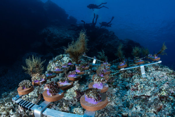 strutture restoration con sub strutture restoration con sub