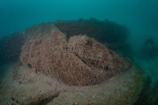 Recupero Rete Caorle 11 Recupero Rete Caorle 11