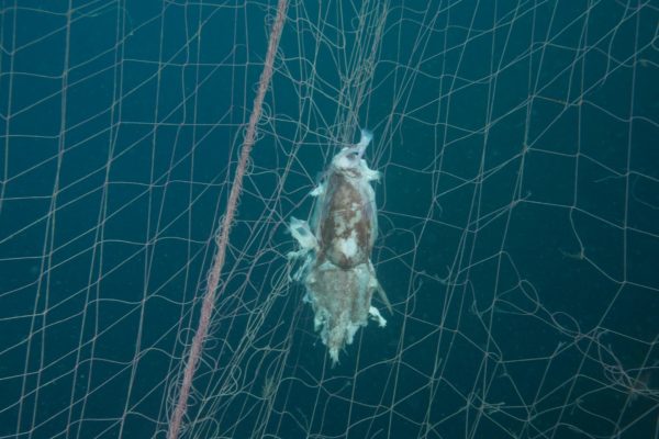FOTO GHOST NETS 13