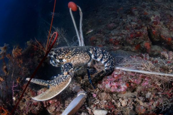 Marevivo Ph Filippo Borghi 9 Marevivo Ph Filippo Borghi 9