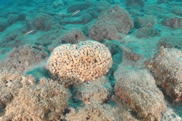 MedCoral Guardians 2