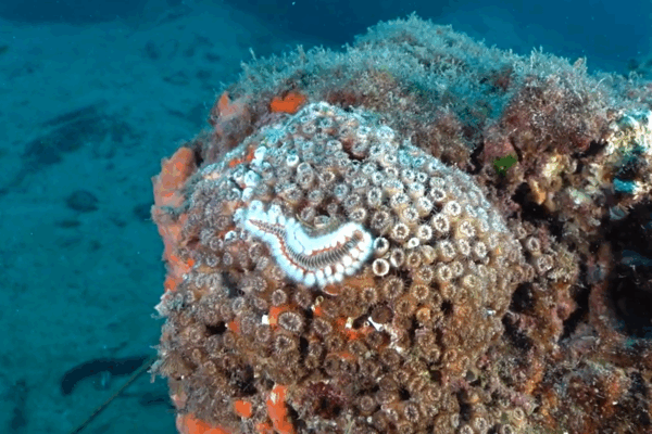 MedCoral Guardians 3