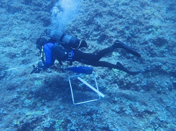 Tavolara Med Coral Guardians 3