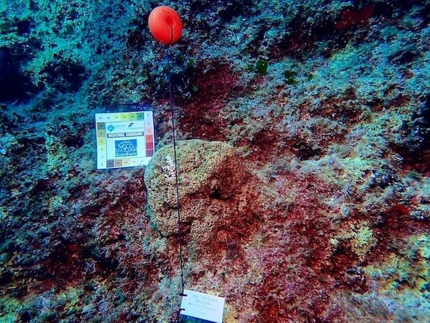 Tavolara Med Coral Guardians 4