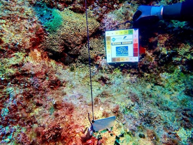 Tavolara Med Coral Guardians 5